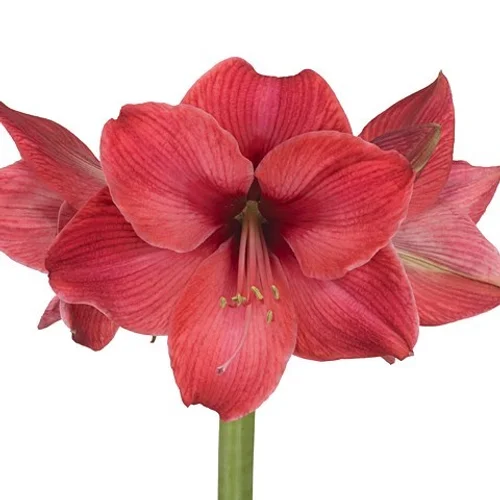 Amaryllis Cassis