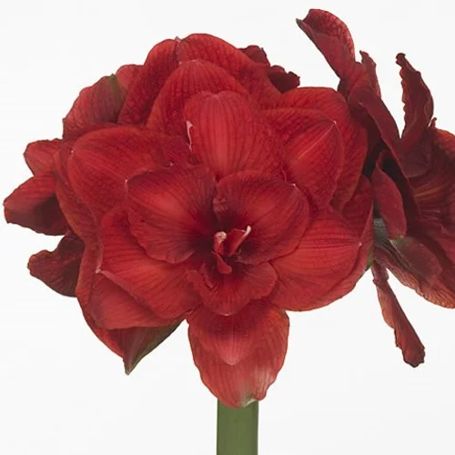 Amaryllis Cherry Nymph