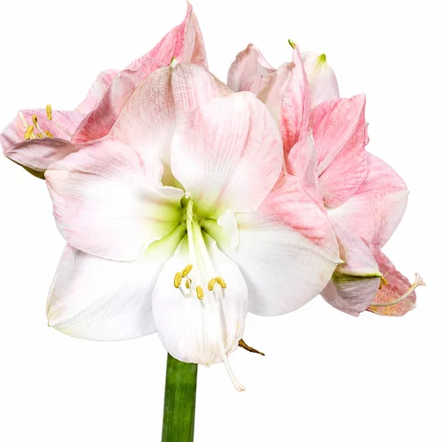 Amaryllis Darling