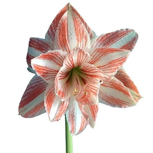 Amaryllis Dancing Queen