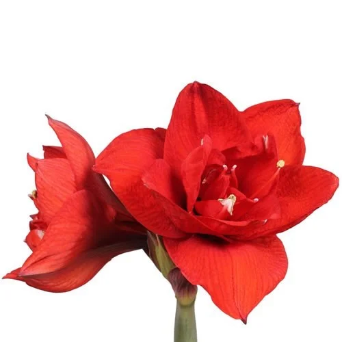 Amaryllis Double King