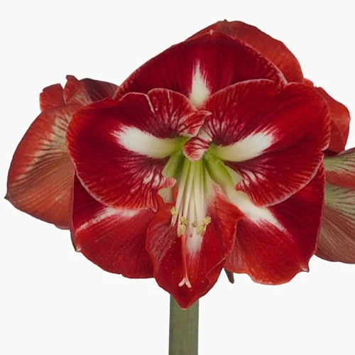 Amaryllis Dynasty