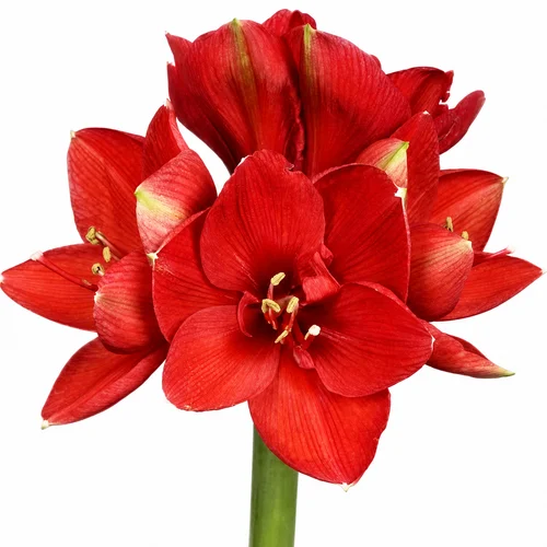 Amaryllis Ferrari
