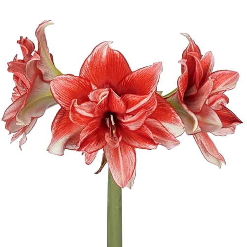 Amaryllis Flamed Amadeus