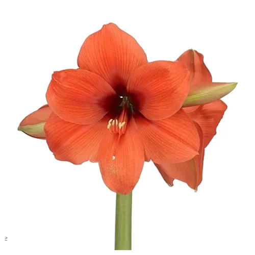 Amaryllis Horizon