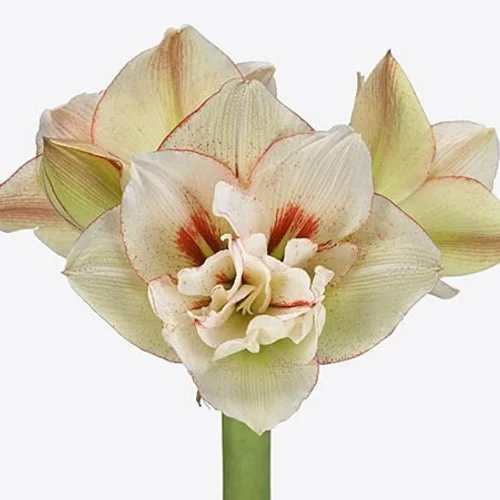 Amaryllis Irinia