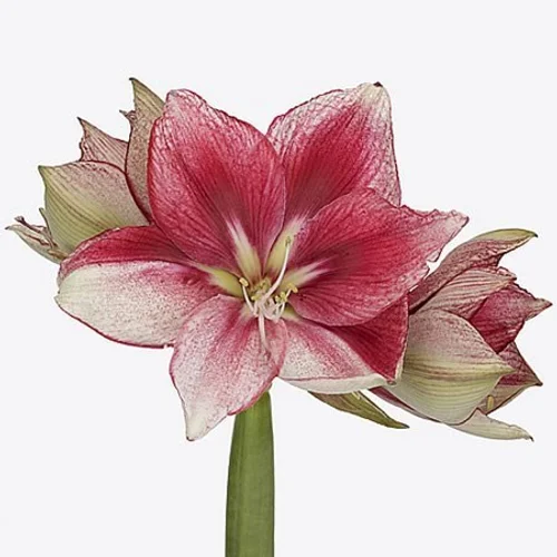 Amaryllis Lieve