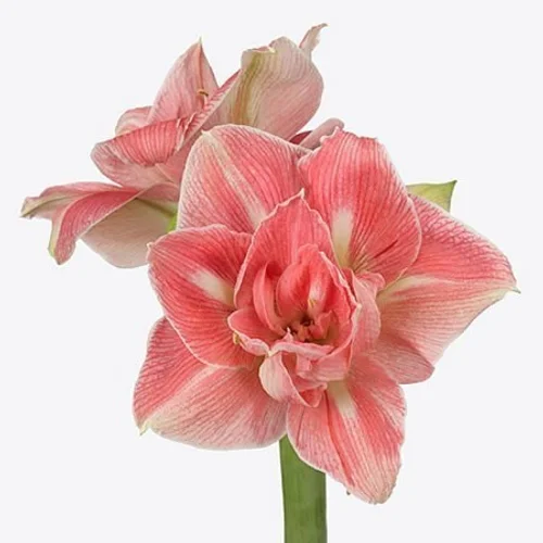 Amaryllis Lovely Nymph