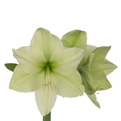 Amaryllis Luna