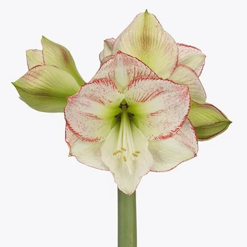 Amaryllis Mama Mia