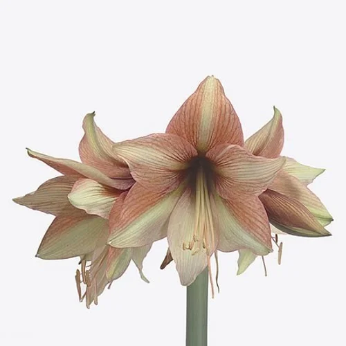 Amaryllis Mocca