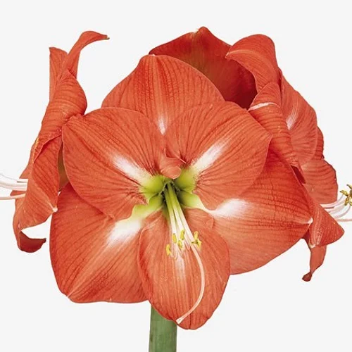 Amaryllis Nagano