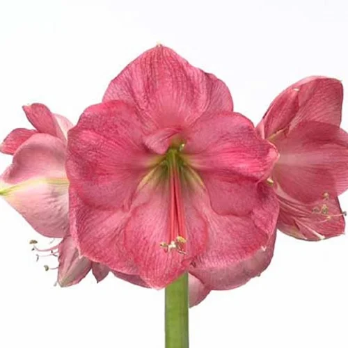 Amaryllis Paris