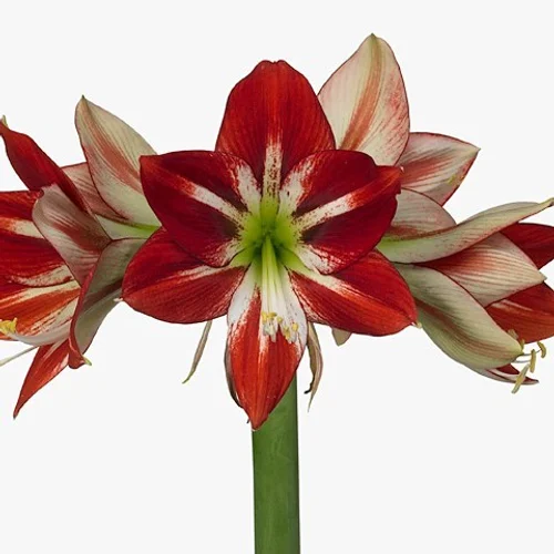 Amaryllis Passion