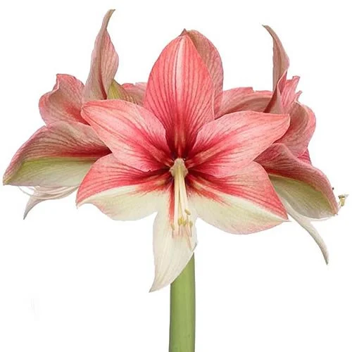 Amaryllis Pink Amazone