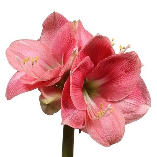 Amaryllis Reve