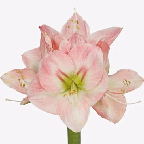 Amaryllis Sunrise