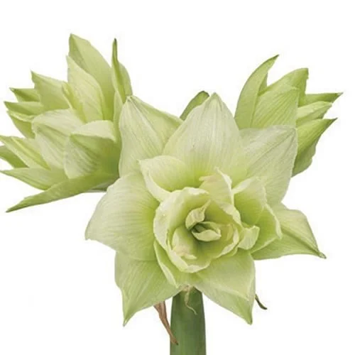 Amaryllis White Glory