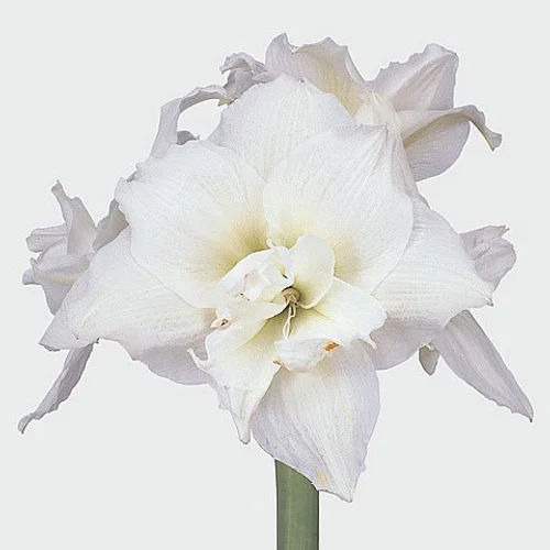 Amaryllis White Nymph