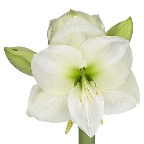 Amaryllis White Sensation
