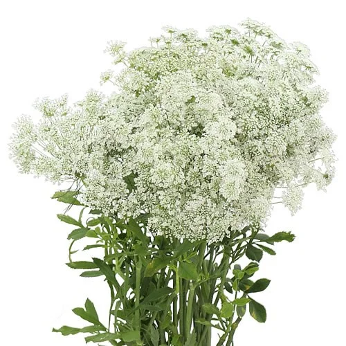 Ammi Majus Graceland