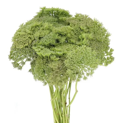 Ammi Majus Green Mist