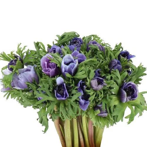 Anémona Carillon Lavender