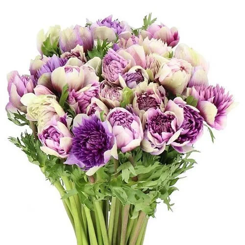 Anémona Fullstar Bicolor Lilac