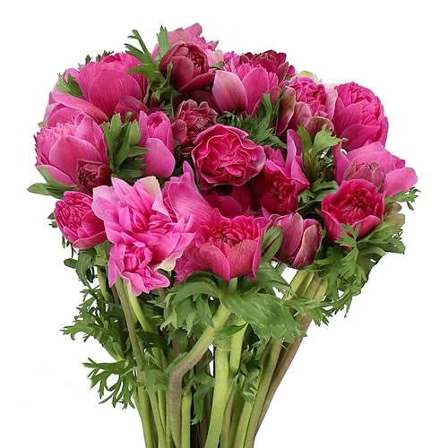 Anémona Fullstar Bright Rose