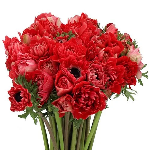 Anémona Fullstar Glory Red