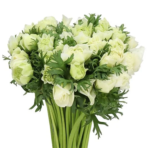 Anémona Fullstar Pure White
