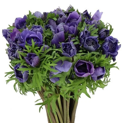 Anémona Levante Blue
