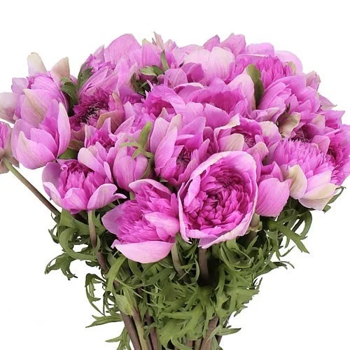 Anémona Levante Cerise