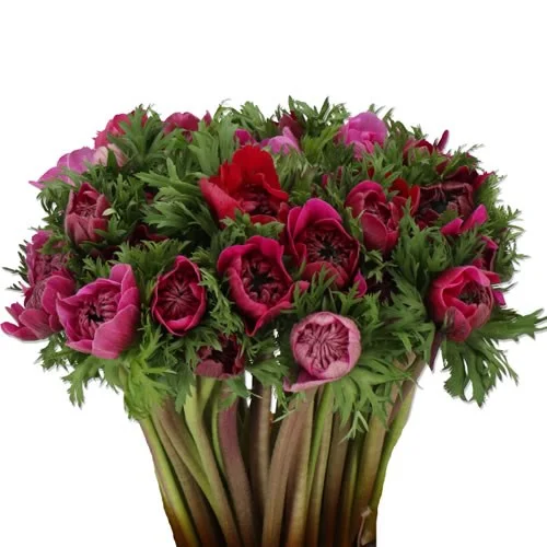 Anémona Levante Fuchsia