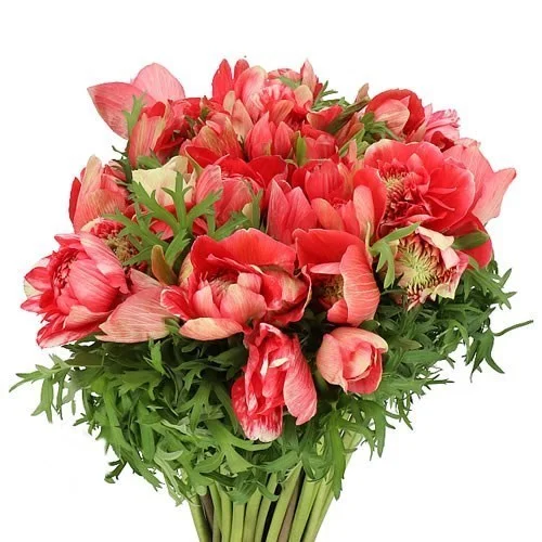 Anémona Levante Red
