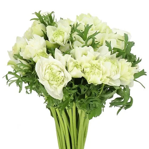 Anémona Levante White