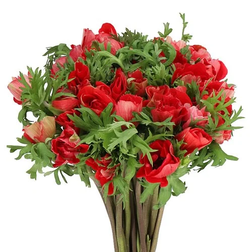 Anémona Mistral Red