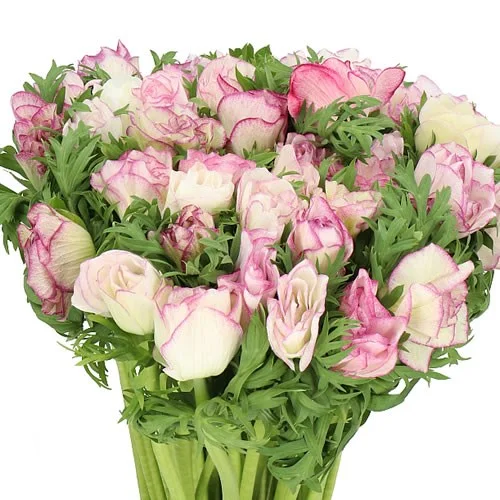 Anémona Mistral White/Cerise