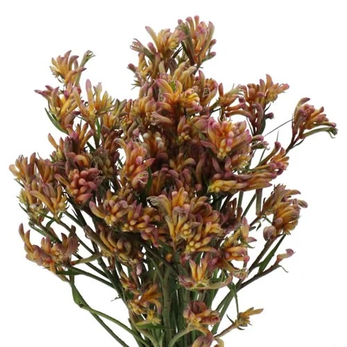 Anigozantos Bush Blitz