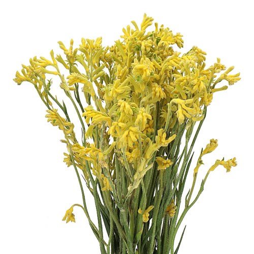 Anigozantos Bush Gold