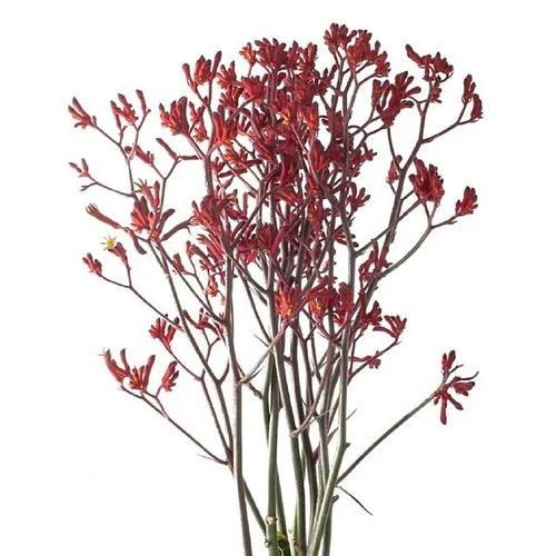 Anigozantos Bush Ruby