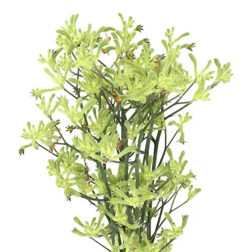 Anigozantos Flavidus Green