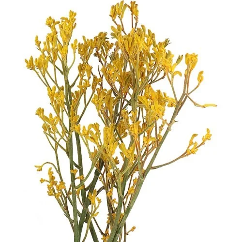 Anigozantos Imani Yellow