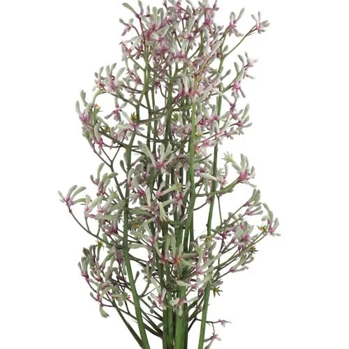 Anigozantos Lilac Queen