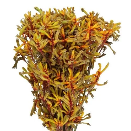 Anigozantos Orange Velvet