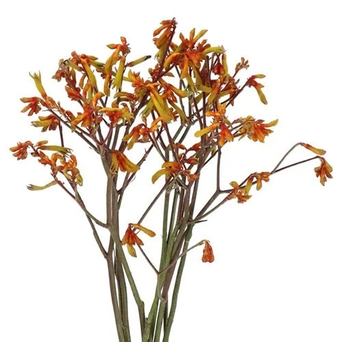 Anigozantos Orange