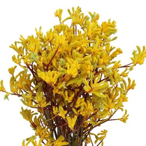 Anigozantos Yellow Gem
