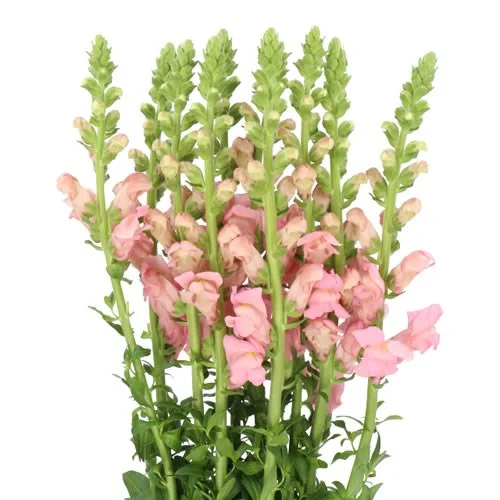 Antirrhinum Antibes Pink
