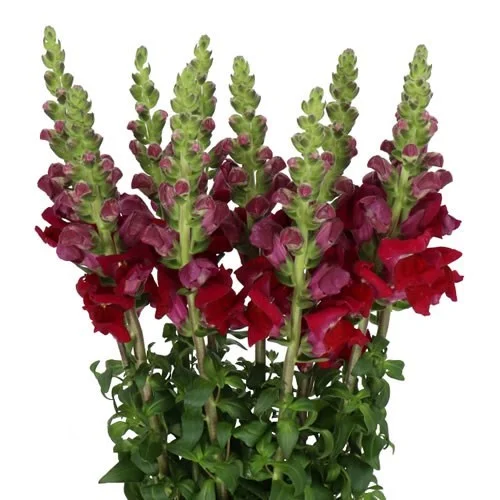 Antirrhinum Avignon Dark Red