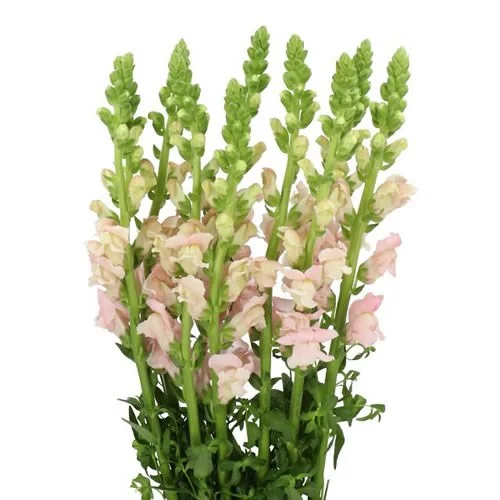 Antirrhinum Avignon Pink